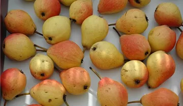 Birne 'Clapps Liebling'