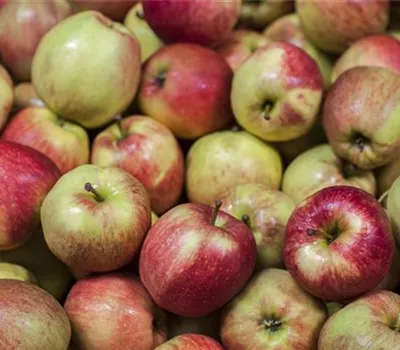 Malus domestica 'Jucunda'®