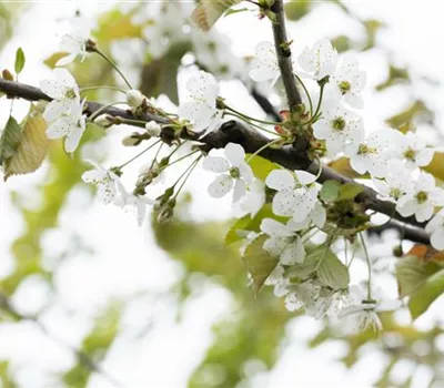 Prunus avium 'Große Prinzessinkirsche'