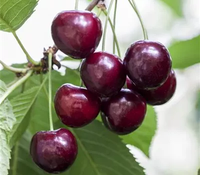 Prunus avium 'Große Schwarze Knorpelkirsche'