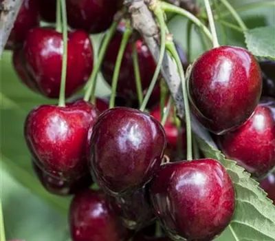 Prunus avium 'Kordia'®