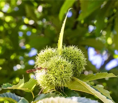 Castanea sativa 'Marigoule'