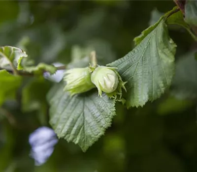 Corylus avellana 'Webbs Preisnuss'