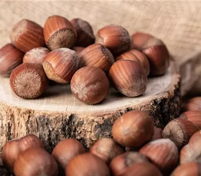 Corylus avellana 'Wunder aus Bollweiler'