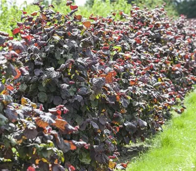 Corylus avellana 'Rotblättrige Zellernuss'