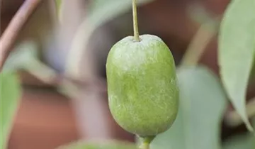 Kiwi 'Issai'