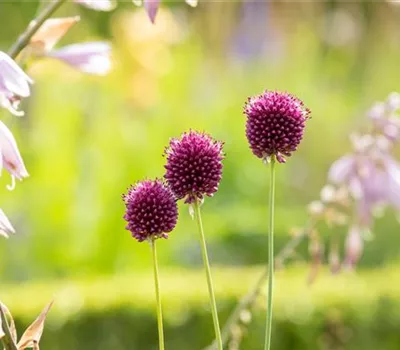 Allium sphaerocephalon