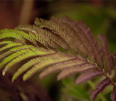 Albizia julibrissin 'Summer Chocolate'