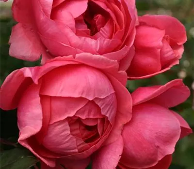 Rosa 'Gartenprinzessin Marie-José'®