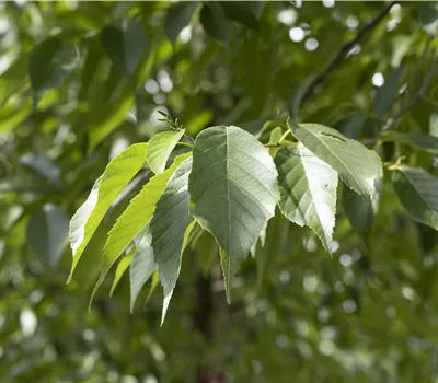 Alnus spaethii
