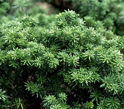 Abies koreana 'Cis'