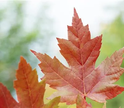 Acer freemanii 'Autumn Blaze'®