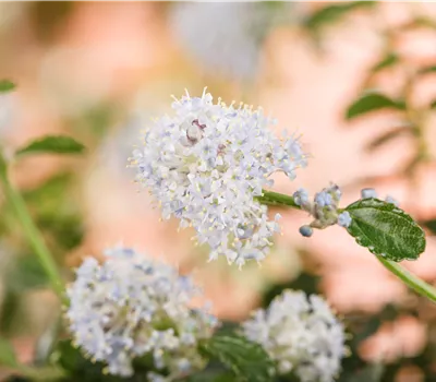 Ceanothus thyrsiflorus var. repens