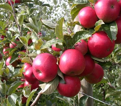Malus domestica 'Baya® Marisa'
