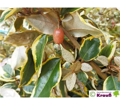 Elaeagnus x ebbingei 'Viveleg' Spalier