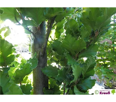 Fagus sylvatica 'Anny's Rohan Green Sentry'