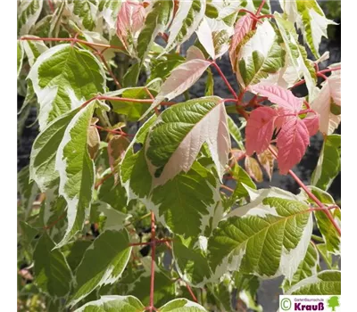 Acer negundo 'Flamingo'