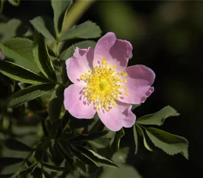 Rosa 'PiRo3'