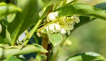 Kiwi 'Issai'