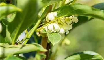 Kiwi 'Issai'