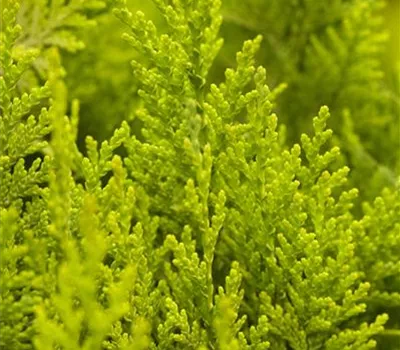 Chamaecyparis lawsoniana 'Ivonne'