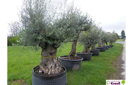 Olivenbaum Olivenbaum