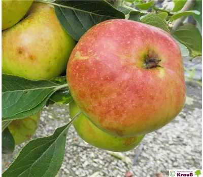 Malus domestica 'Maloni Sally'
