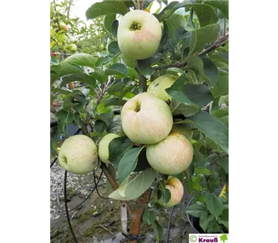 Malus domestica 'Maloni Lilly' 