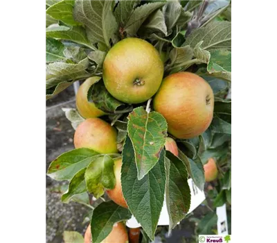 Malus domestica 'Arbat'®