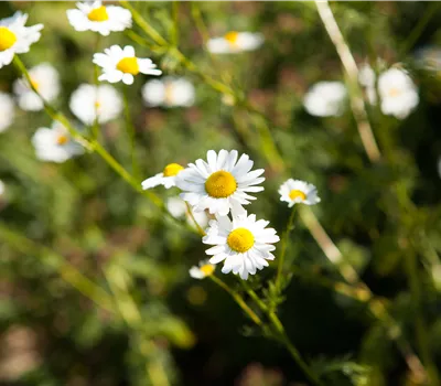 8 Pflanzen für die Gesundheit, die jeder kennen sollte