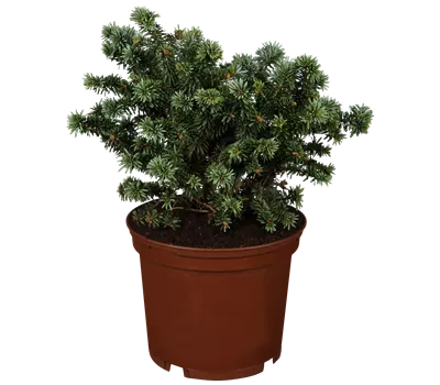 Abies balsamea 'Piccolo'