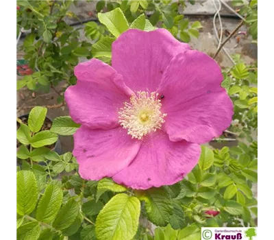 Rosa rugosa