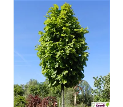 Carpinus betulus 'Columnaris Nana'