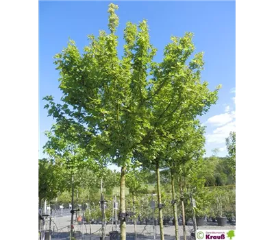 Acer campestre 'Anny`s Globe'