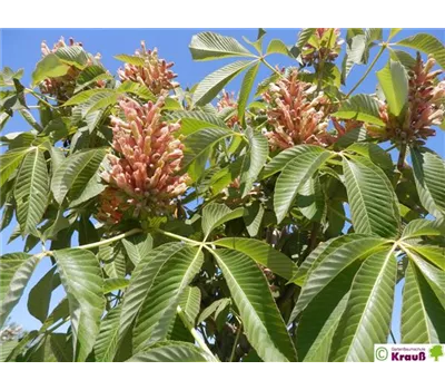 Aesculus pavia 'Humilis'