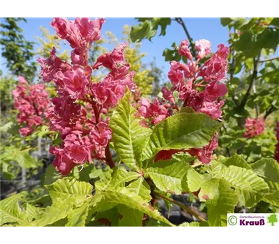 Aesculus carnea 'Briotii'