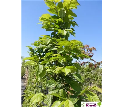 Carpinus betulus 'Lucas'