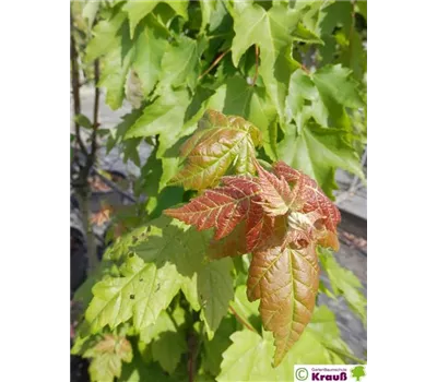 Acer rubrum 'Green Pillar'