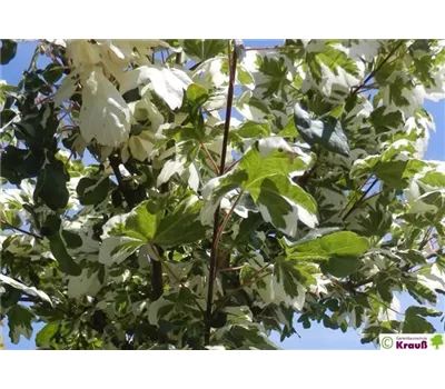 Acer campestre 'Carnival'