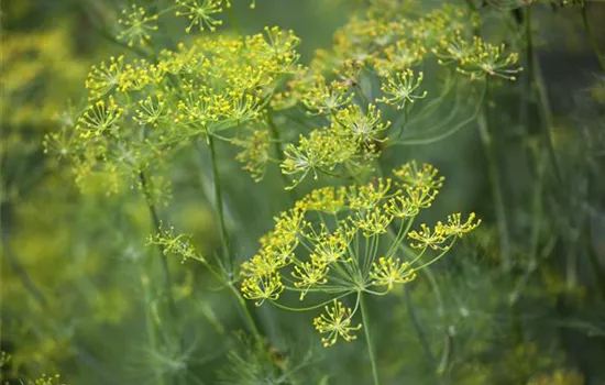 Dill Dill
