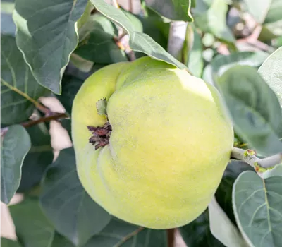 Cydonia oblonga 'Krymska'