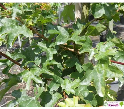 Acer campestre 'Elsrijk'