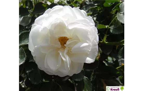 Strauchrosen 'White Meidiland'® Strauchrosen 'White Meidiland'®