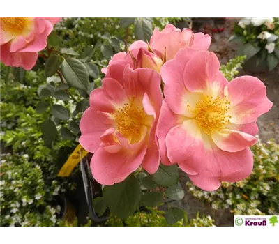 Rosa 'Herzogin Friederike'®