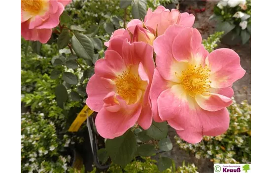 Strauchrose 'Herzogin Friederike'® Strauchrose 'Herzogin Friederike'®