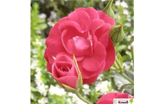 Beetrose 'Balou'® Beetrose 'Balou'®