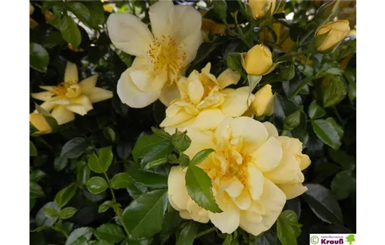 Kleinstrauchrose 'Loredo'® Kleinstrauchrose 'Loredo'®