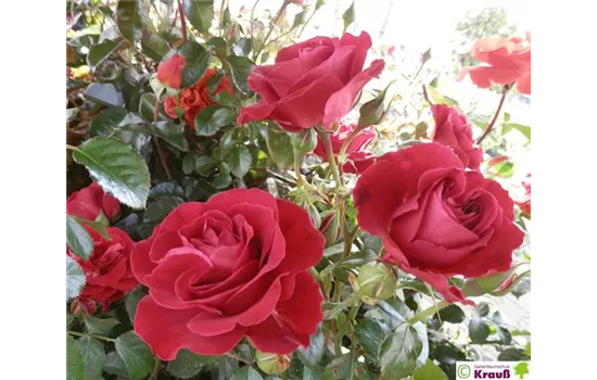 Strauchrose 'Tornella'® Strauchrose 'Tornella'®
