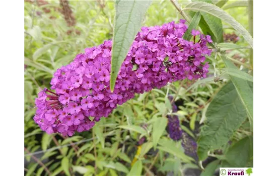 Sommerflieder 'Royal Red' Sommerflieder 'Royal Red'