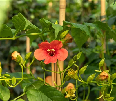 Campsis radicans 'Stromboli'®